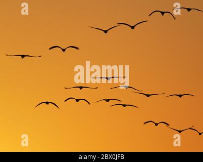 Demoiselle Crane - im Flug bei Sonnenuntergang Grus virgo Khichan, Rajasthan, Indien BI032507 Stockfoto