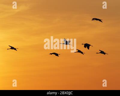 Demoiselle Crane - im Flug bei Sonnenuntergang Grus virgo Khichan, Rajasthan, Indien BI032511 Stockfoto