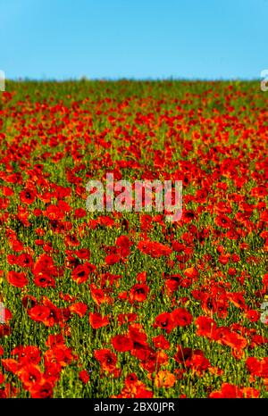 Rote Mohnblumen schimmern unter dem blauen Himmel Stockfoto