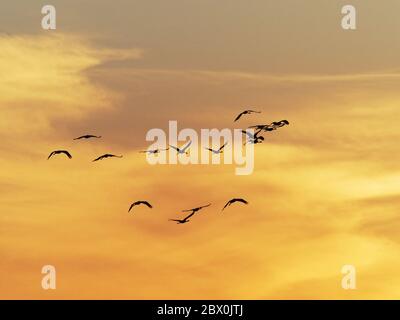 Demoiselle Crane - im Flug bei Sonnenuntergang Grus virgo Khichan, Rajasthan, Indien BI032516 Stockfoto