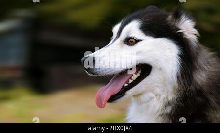 Happy Dog Lächelt Beim Spielen Draußen Stockfoto