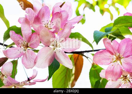 Frühling in der Stadt - rosa Blumen auf Zweig von Apfelbaum Nahaufnahme in städtischen Garten (Fokus auf Blüte im Vordergrund) Stockfoto