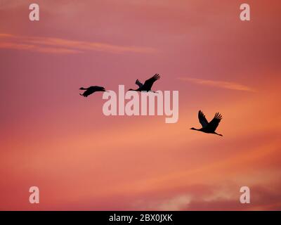 Demoiselle Crane - im Flug bei Sonnenuntergang Grus virgo Khichan, Rajasthan, Indien BI032526 Stockfoto