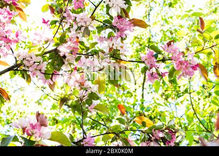 Frühling in der Stadt - Äste von Apfelbaum mit rosa Blüten in städtischen Garten Stockfoto