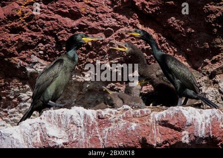 SHAG (Phalacrocorax aristotelis) Familie mit jungen Nistplätzen auf Meeresklippe, Schottland, Großbritannien. Stockfoto