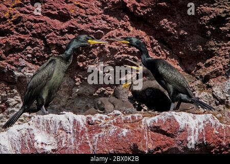 SHAG (Phalacrocorax aristotelis) Familie mit jungen Nistplätzen auf Meeresklippe, Schottland, Großbritannien. Stockfoto