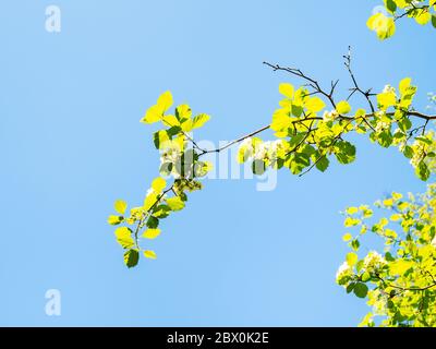 Frühling in der Stadt - sonnenbeschienene Zweig Weißdornbaum mit grünen Blättern und weißen Blumen und blauen Himmel auf Hintergrund an sonnigen Tag Stockfoto