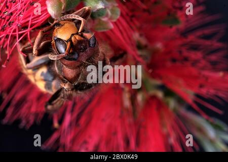 Eine tote asiatische Hornisse auf einer gewöhnlichen Flaschenbürste Blume. Diese invasive Art in Europa hat in den USA den Spitznamen Mordwasp. Stockfoto