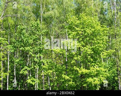 Natürlicher Sommer Hintergrund - Vorderansicht der grünen Bäume im Wald an sonnigen Tag Stockfoto