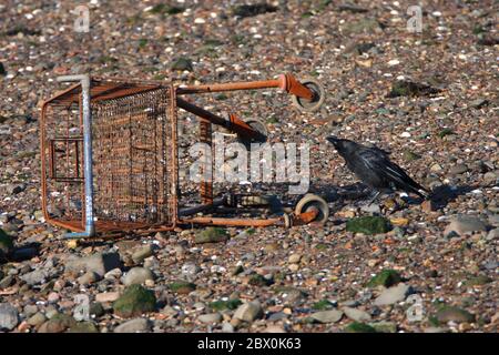 Weggeworfener Supermarkt-Trolley am Meer. Stockfoto