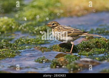 WIESENPIPIT, GROSSBRITANNIEN. Stockfoto