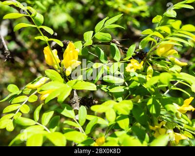 Frühling in der Stadt - gelbe Blüten zwischen grünen Blättern der Sibirischen Erbse (caragana) im Stadtpark an sonnigen Tag (Fokus auf die Blumen) Stockfoto