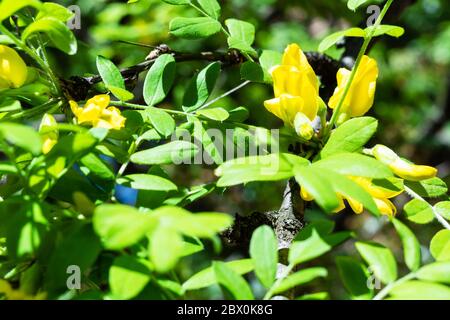 Frühling in der Stadt - gelbe Blüten zwischen grünen Blättern der Sibirischen Erbse (caragana) im Stadtpark an sonnigen Tagen (Fokus auf die Blüte) Stockfoto