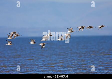 CURLEWS (Numenius arquata) im Flug, die von der Flut aus ihrem Futtergebiet vertrieben wurden, Morecambe Bay, Großbritannien. Stockfoto