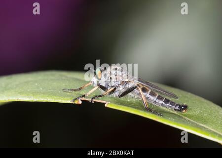 Gemeiner Strauchdieb, Raubfliege, Neoitamus cyanurus, Itamus cyanurus, Ahle Robberfly, Ahle Robberfly, Robberfly, Räuberfly, Raubfliegen, Mordfl Stockfoto