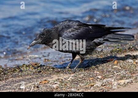 ACKENKRÄHE, SCHOTTLAND, GROSSBRITANNIEN. Stockfoto