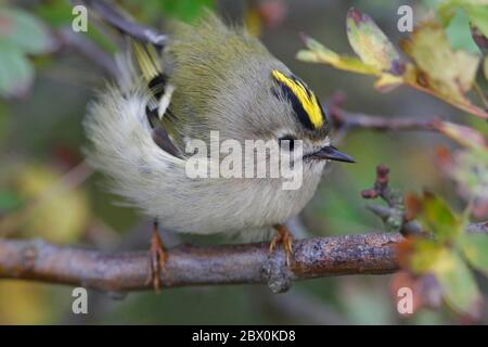 GOLDWAPPEN, GROSSBRITANNIEN. Stockfoto