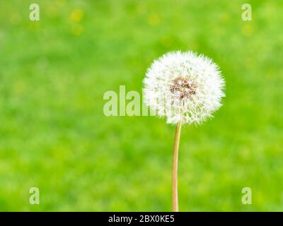 Reife Löwenzahn-Blume aus nächster Nähe und grüne Wiese im Sommer im Hintergrund Stockfoto