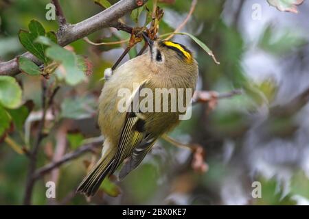 GOLDWAPPEN (Regulus regulus) Beute in einem Weißdornbusch fangen, Großbritannien. Stockfoto