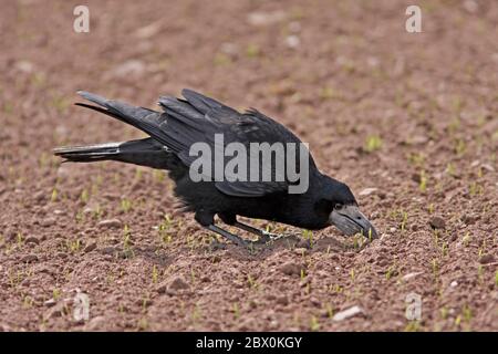 ROOK, Schottland, Großbritannien. Stockfoto