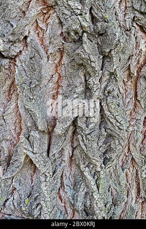 Nahaufnahme einer tief gerillten Baumrinde Stockfoto