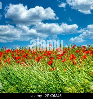 Rote Mohnblumen schimmern unter einem bewölkten Himmel Stockfoto