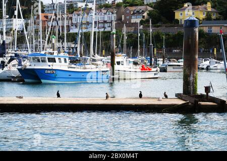 Angelboote in Brixham, Großbritannien. Stockfoto