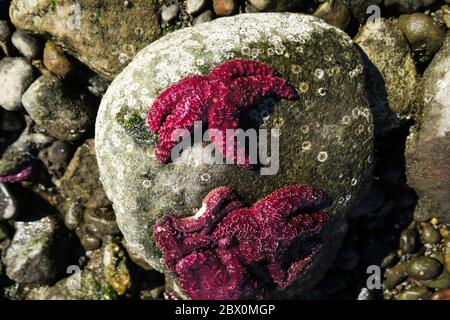 Pisaster Ochraceus bekannt als das Purple Sea Start in Horseshoe Bay, BC, Kanada. Stockfoto