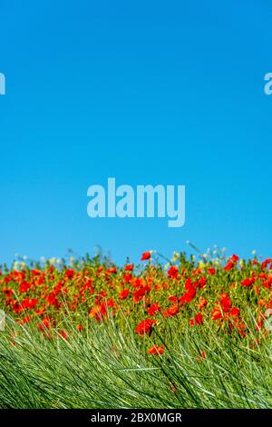 Rote Mohnblumen schimmern unter dem blauen Himmel Stockfoto