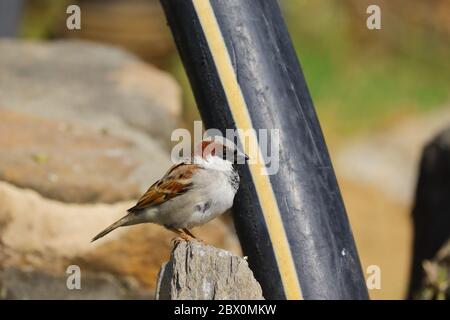 Ein männlicher Spatz sitzt in der Nähe von schwarzem Wasserrohr Stockfoto
