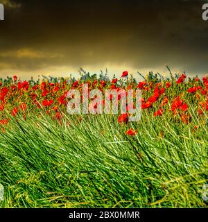 Feld voller schöner, roter Mohnblumen, die unter dem wolkigen Himmel glänzen Stockfoto