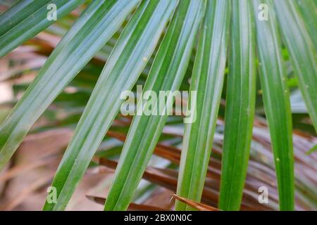 Unscharfes Blatt des Palmenbaumes Hintergrund Stockfoto