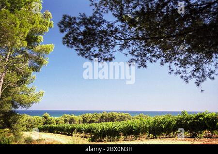 Weinberge an den unteren Hängen des Massif de la Clape, Narbonne-plage, Aude, Royal, Frankreich Stockfoto