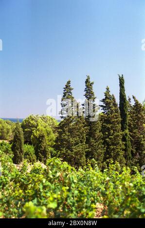 Weinberge an den unteren Hängen des Massif de la Clape, Narbonne-plage, Aude, Languedoc-Roussillon Stockfoto