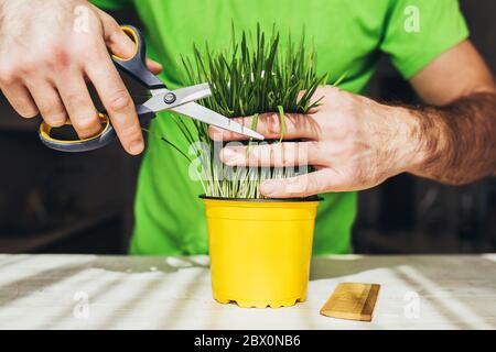 Ein Mann schneidet grünes Gras in einem gelben Topf mit Schere - Pflanzenzucht ist ein Konzept der Blüte und Entwicklung Stockfoto