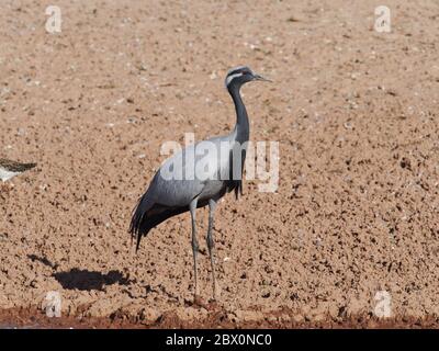 Demoiselle Crane Grus virgo Khichan, Rajasthan, Indien BI0323701 Stockfoto