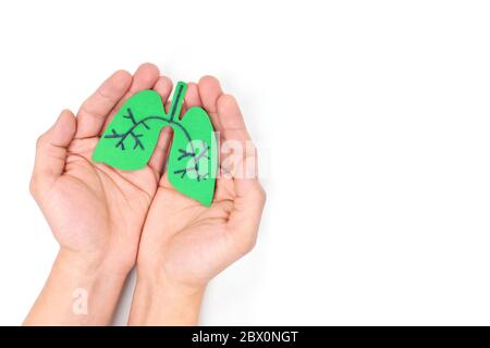 Menschliche Hände, die gesunde grüne Lungen in weißem Hintergrund halten. Draufsicht, flaches Lay mit Kopierfläche. Stockfoto