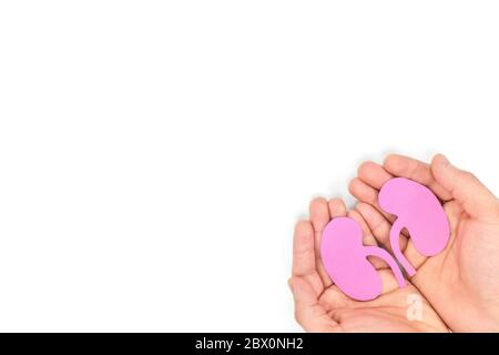 Menschliche Hände, die ein gesundes Paar Nieren in weißem Hintergrund halten. Draufsicht mit Kopierbereich. Stockfoto