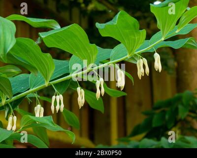 Nahaufnahme eines einzelnen Stammes der Robbenpflanze König Solomons (Polygonatum x hybridum) blüht im Mai, England, Großbritannien Stockfoto