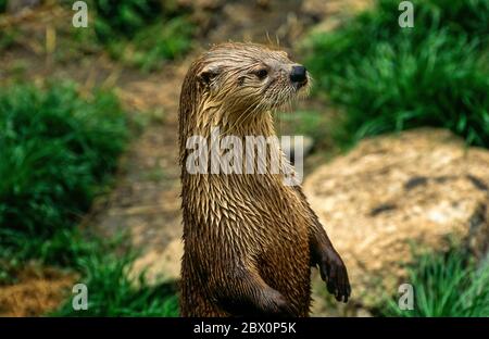 Nahaufnahme eines europäischen Otters (Lutra lutra) Dartmoor Otter Sanctuary, Buckfastleigh, Devon, UK Stockfoto