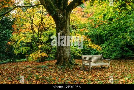 Waldsitz unter Baum im Herbst, Westonburt Arboretum, Gloucestershire, England, Großbritannien. Stockfoto