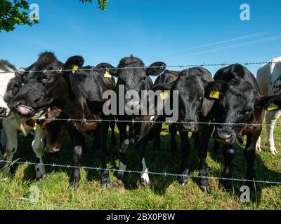 Eine Herde junger, neugieriger, schwarzer und weißer Kühe (einschließlich British Blue), die durch Stacheldrahtzaun in Richtung Kamera schauen, Leicestershire, England, Großbritannien Stockfoto