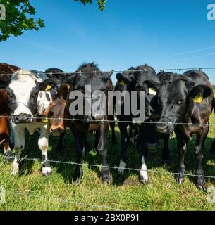 Eine Herde junger, neugieriger, schwarzer und weißer Kühe (einschließlich British Blue), die durch Stacheldrahtzaun in Richtung Kamera schauen, Leicestershire, England, Großbritannien Stockfoto