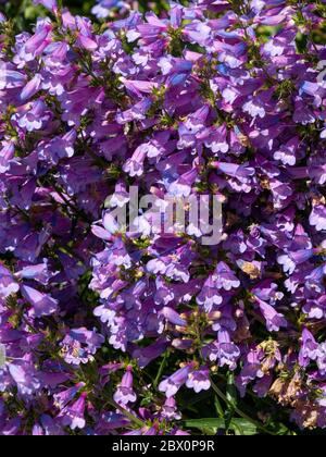 Heavenly Blue 'Beardtongue' Penstemon blüht im späten Frühjahr Frühsommer, England, Großbritannien Stockfoto