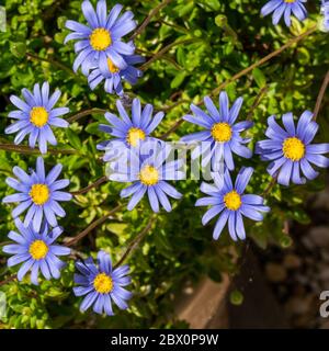 Blüte Lila / Rosa und Gelb Seaside Daisy (Erigeron glaucus) 'Sea Breeze' blüht im späten Frühjahr / Sommer, England, UK Stockfoto