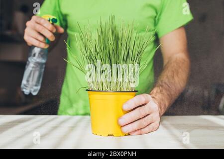 Ein Mann kümmert sich um eine grüne Pflanze, Gras in einem gelben Topf - Pflanze wächst Stockfoto