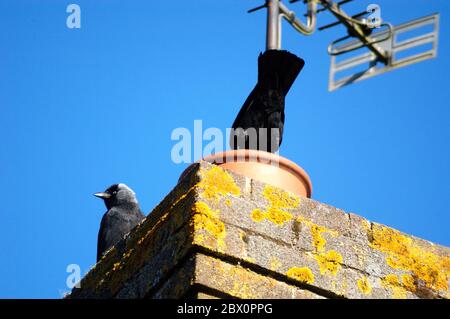 Dohlen (Corvus monedula) Stockfoto