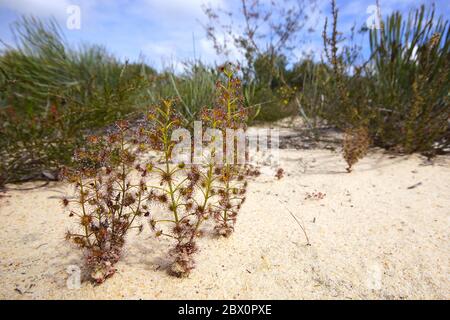 Roter und grüner fleischfressender Sonnentau Drosera stolonifera mit klebrigen Blättern, der in seinem natürlichen Lebensraum im Südwesten Australiens in weißem Sand wächst Stockfoto