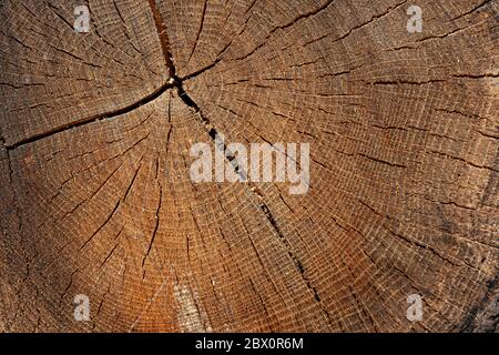 Alte Holzbaumfläche. Detaillierte Töne eines gefällten Baumstammes oder Baumstumpf. Grobe organische Textur der Baumringe mit Nahaufnahme der Endkörnung. Stockfoto