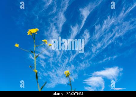 Blauer Himmel mit Zirruswolken, filigrane Eiswolken in großer Höhe, Vorboten wärmerer Witterung, Stockfoto